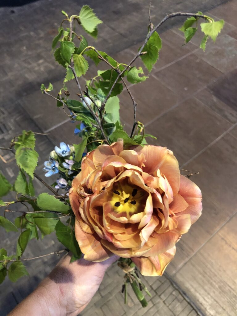Photo of a hand bouquet of an apricot colored multi-petaled tulip, small heavenly blue flowers and birch leaves.