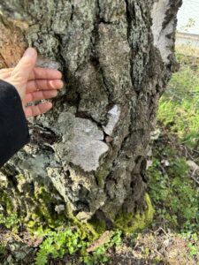 A hand caressing the rough bark of a birch tree.