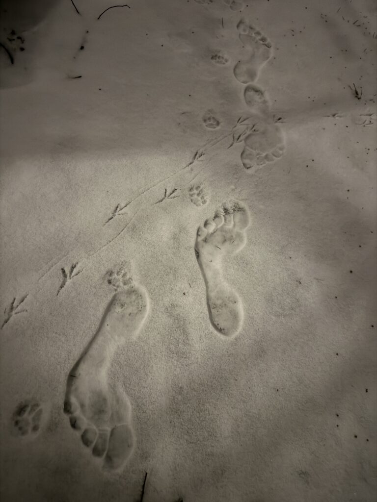 Foot prints in snow of woman, cat, bird.